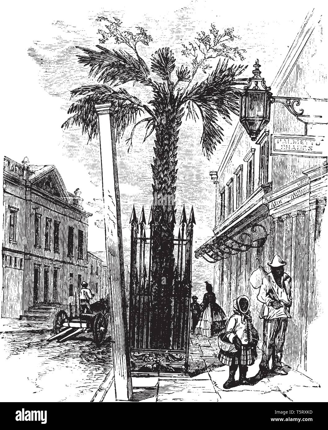 A palm tree occurring in the south-eastern U.S. and the West Indies. Commonly grown for shade and as ornamentals along avenues, palmettos grow to abou Stock Vector