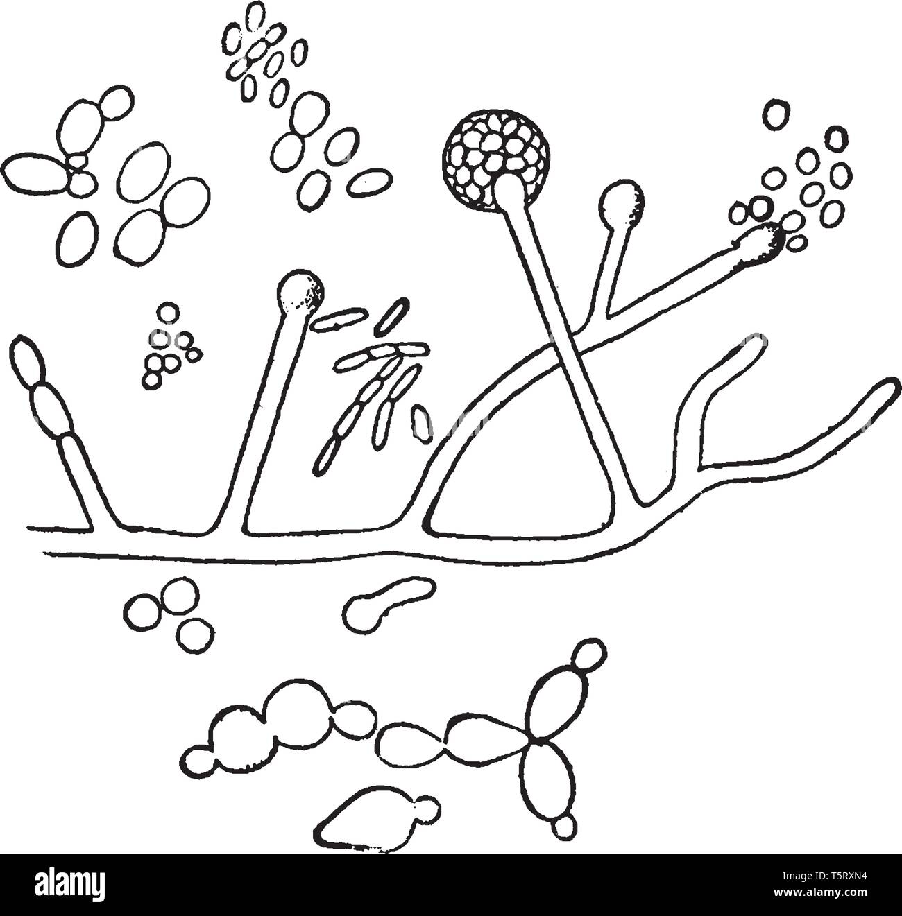 A picture showing the Fermentation of wine. Organisms found upon the Skin of a Grape and concerned in the Fermentation of Wine, vintage line drawing o Stock Vector