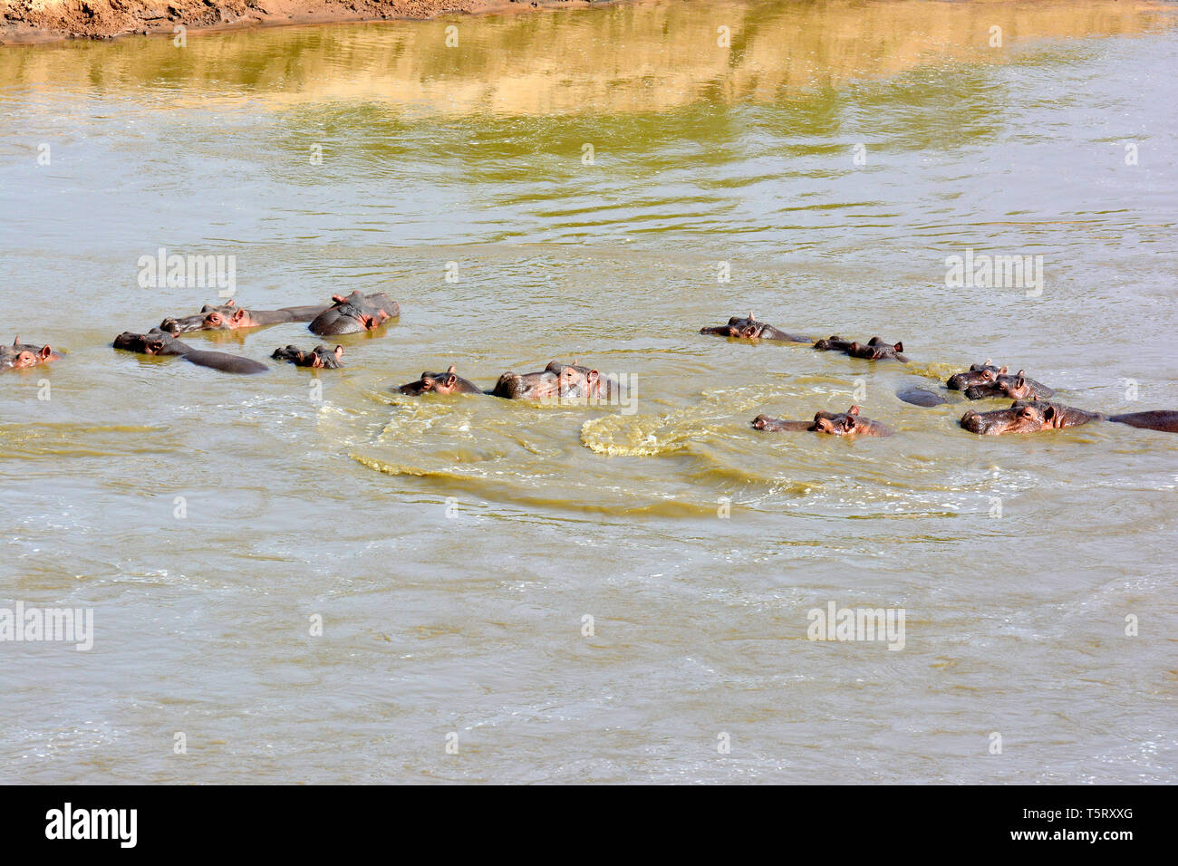 hippopotamus. Flusspferd, Nilpferd, Großflusspferd, Hippopotamus amphibius, nílusi víziló Stock Photo