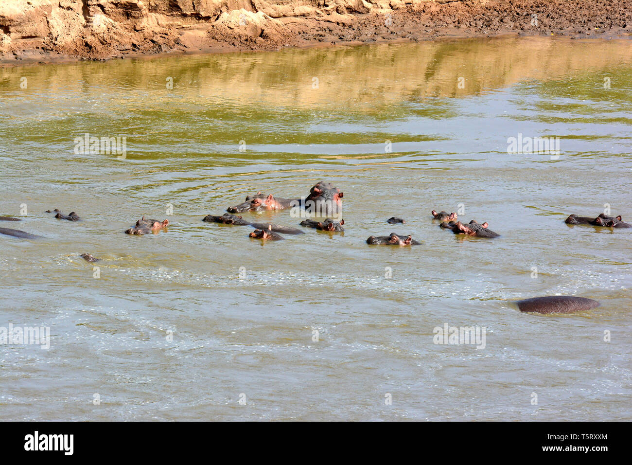 hippopotamus. Flusspferd, Nilpferd, Großflusspferd, Hippopotamus amphibius, nílusi víziló Stock Photo