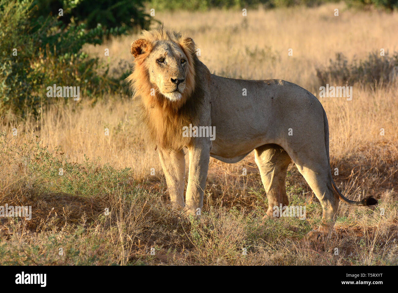 lion, Löwe, Panthera leo, oroszlán Stock Photo - Alamy