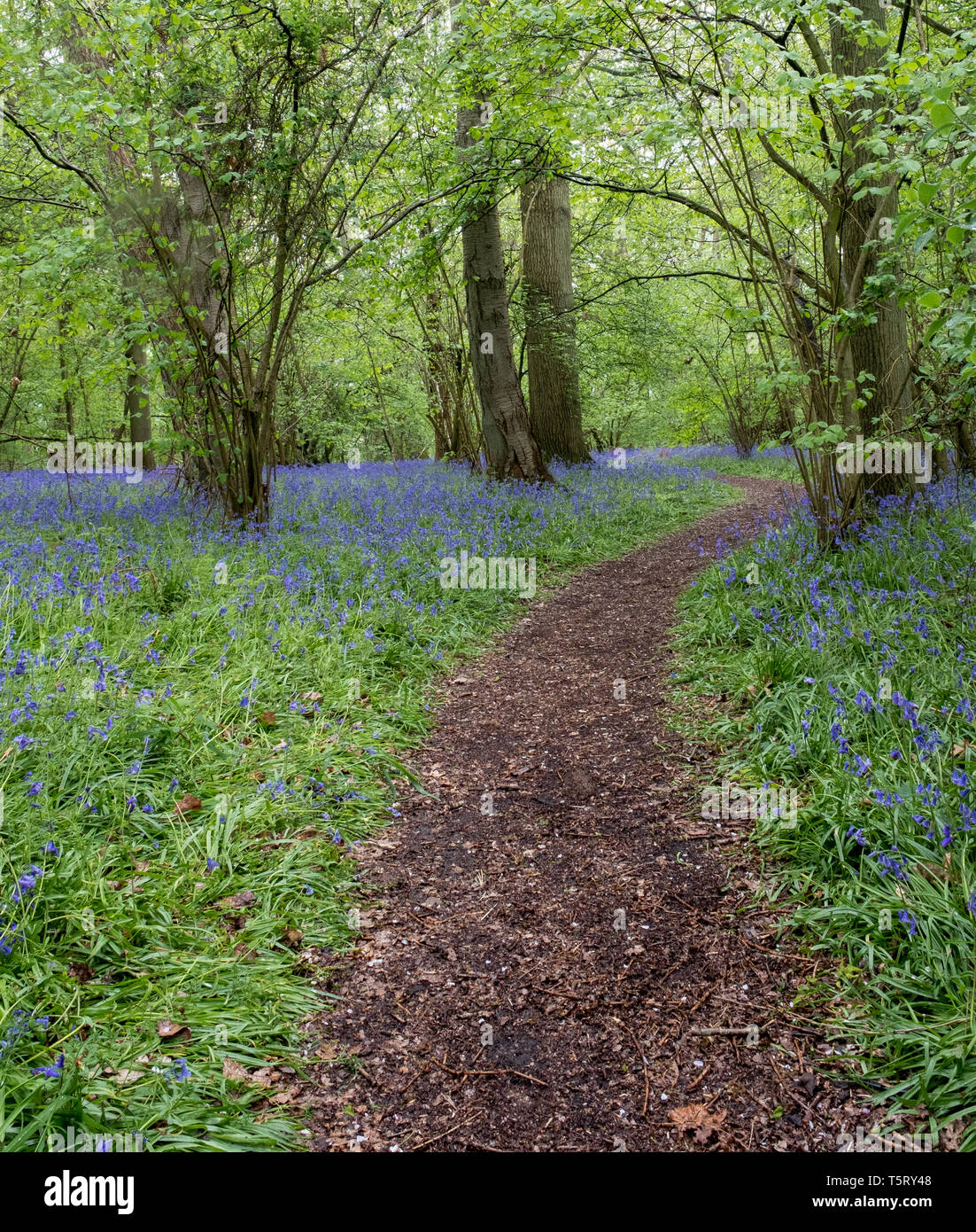 Bluebell carpet in St Vincents wood, Freeland Stock Photo Alamy