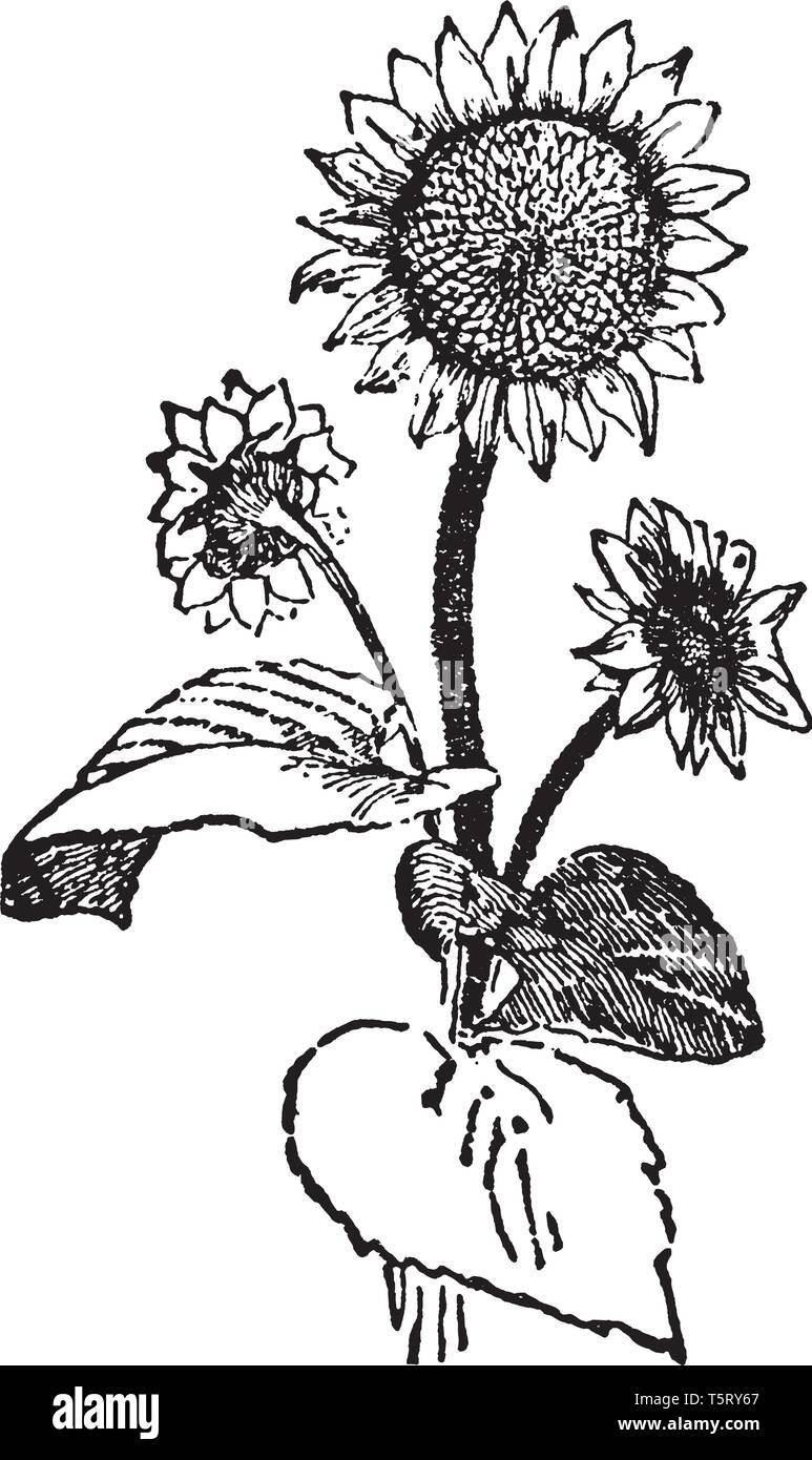 Sunflower stem Stock Vector Images Alamy