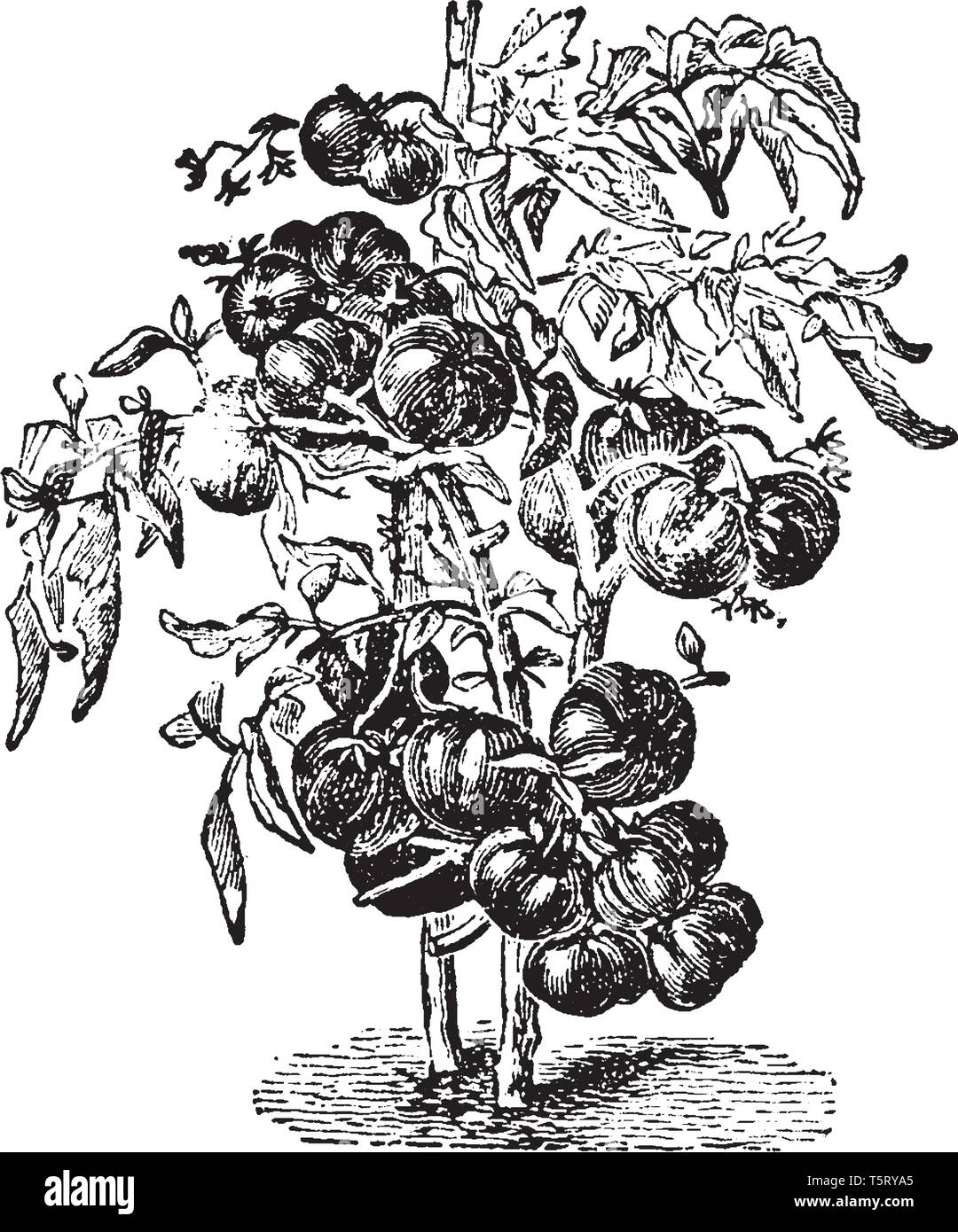 tomato plant clipart black and white