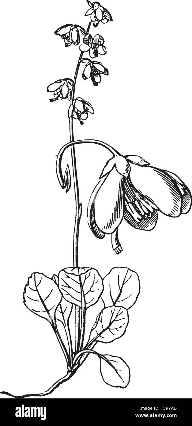 Wintergreen is a group of aromatic plants. Term "wintergreen" once