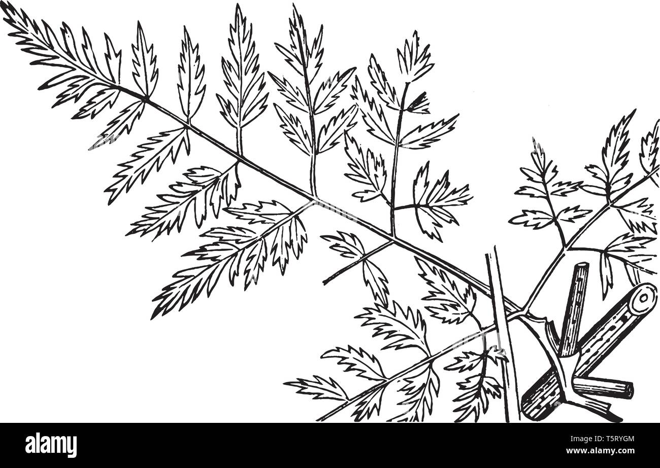 All parts of plant poisonous Stock Vector Images Alamy