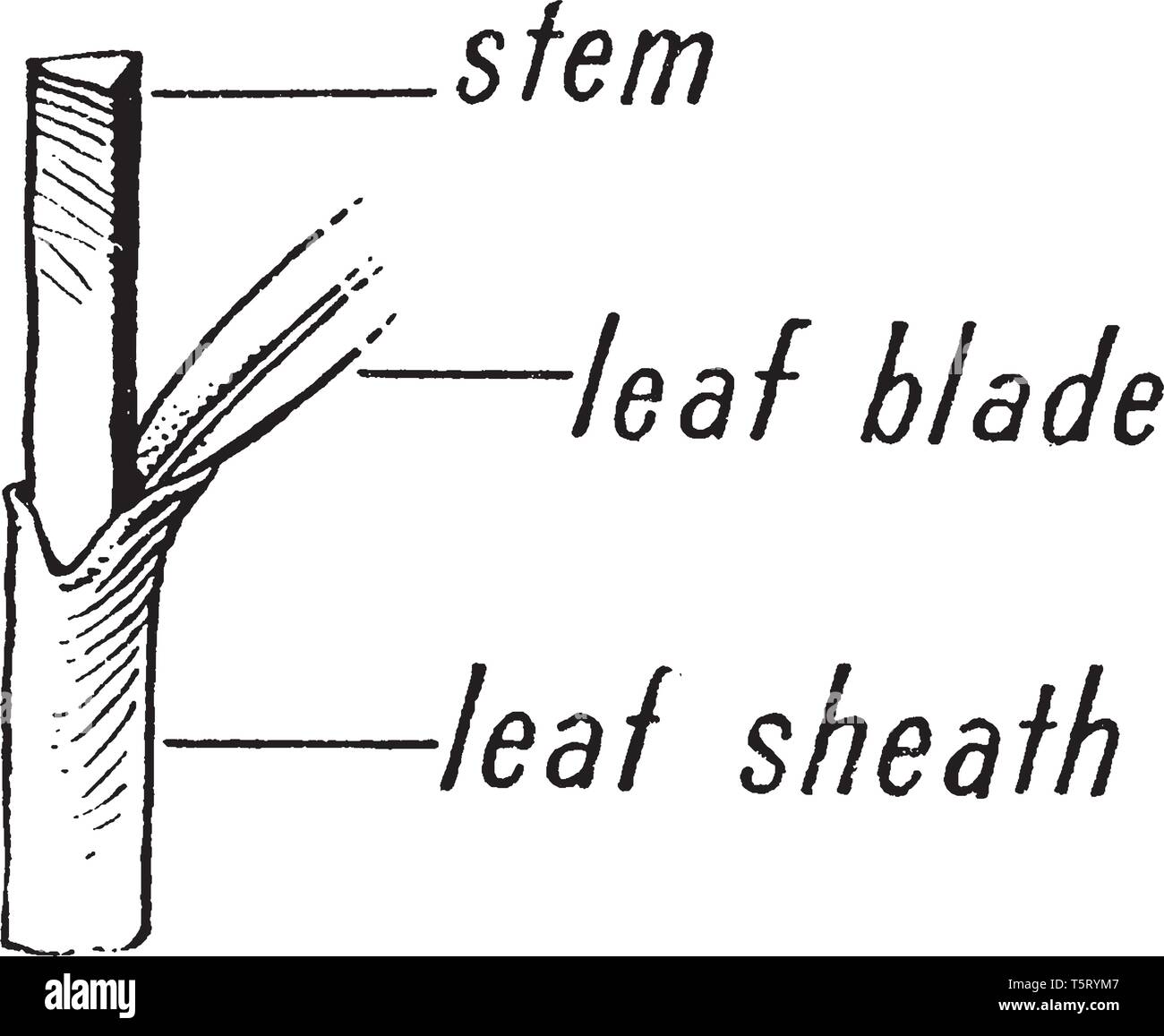 Picture of Sedge morphology plant. Picture shows its stem, leaf blade and leaf sheath part. Stems are with triangular cross-sections, vintage line dra Stock Vector