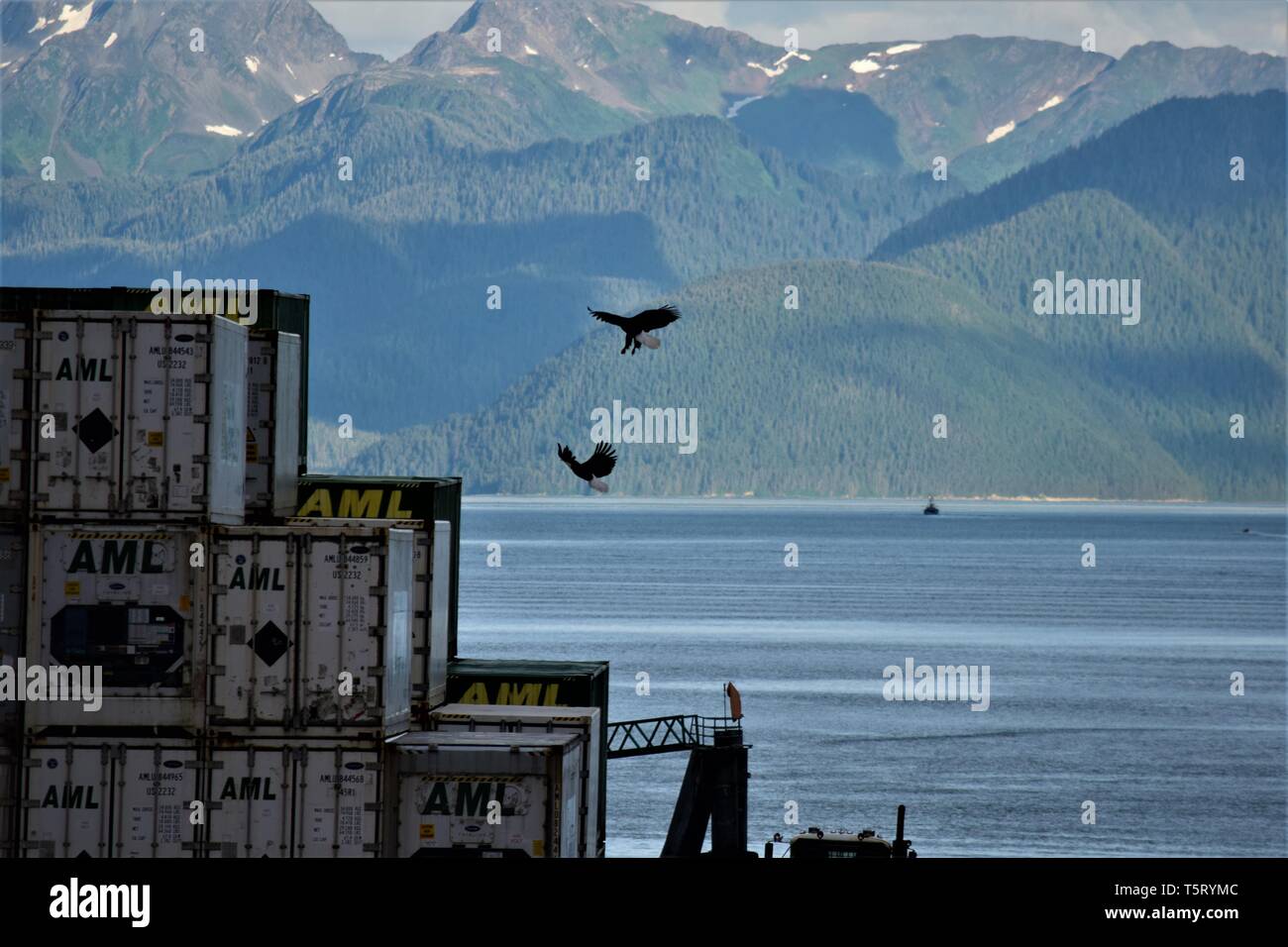 Bald eagles at an Alaskan port Stock Photo