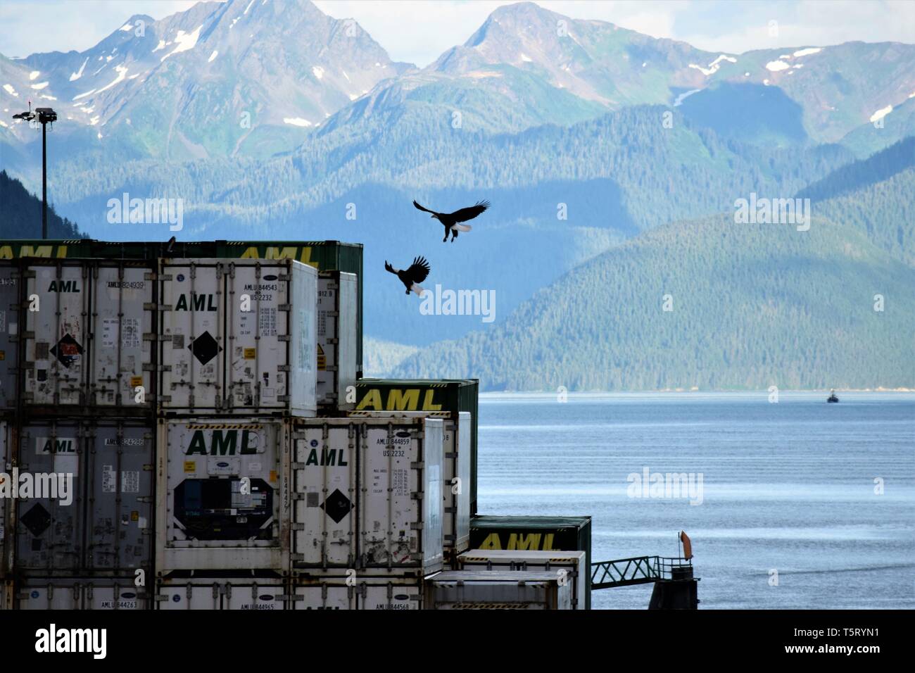 Bald eagles at an Alaskan port Stock Photo