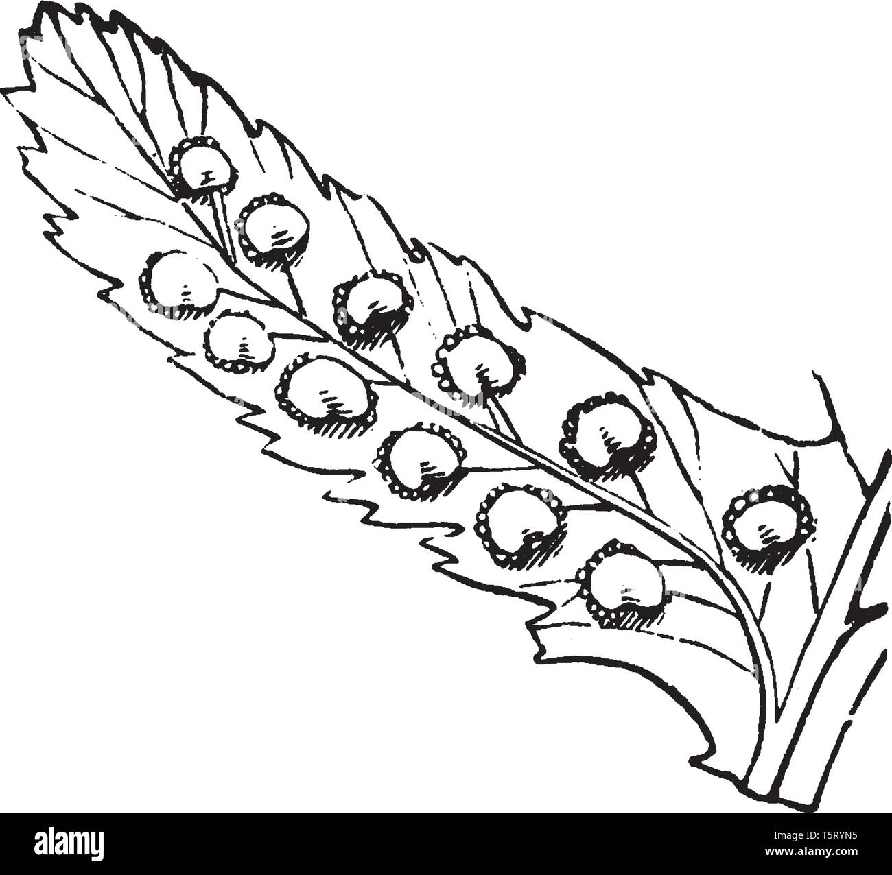 A picture shows Shield-Fern. It has row of fruit-dots on each side of the midrib of its leaves. Each fruit is covered by its kidney shaped indusium, v Stock Vector