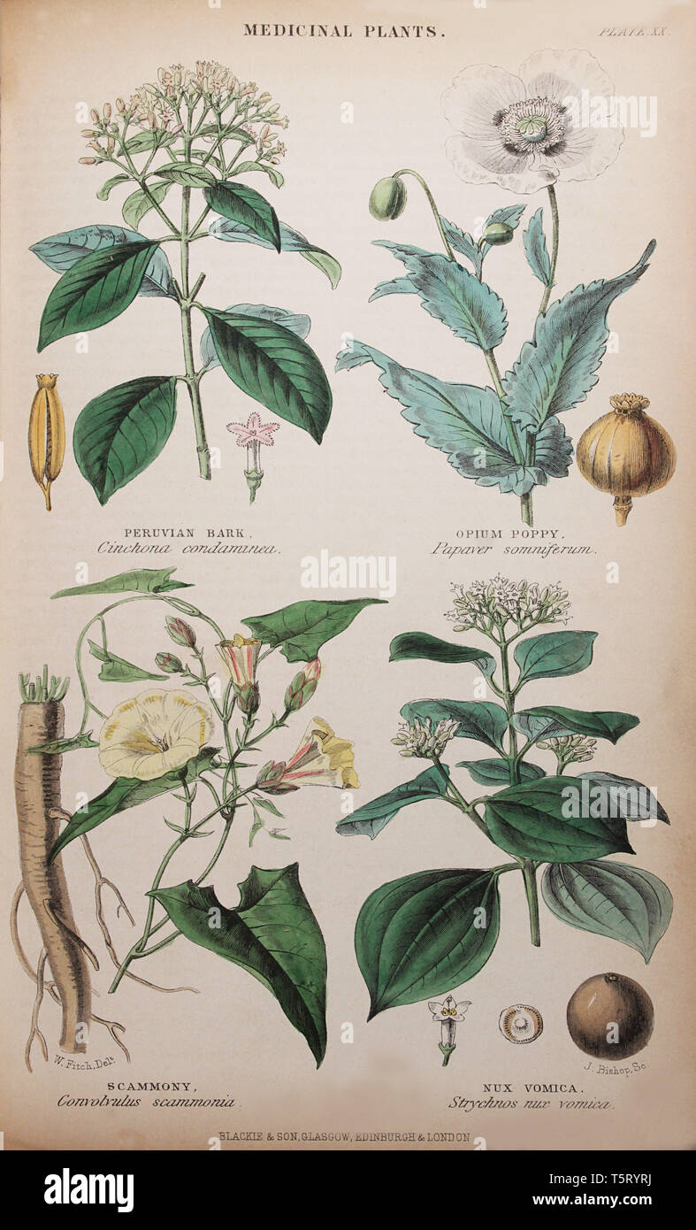 Plate titled 'Medicinal Plants', from William Rhind's 'The Vegetable Kingdom, 1860 Stock Photo