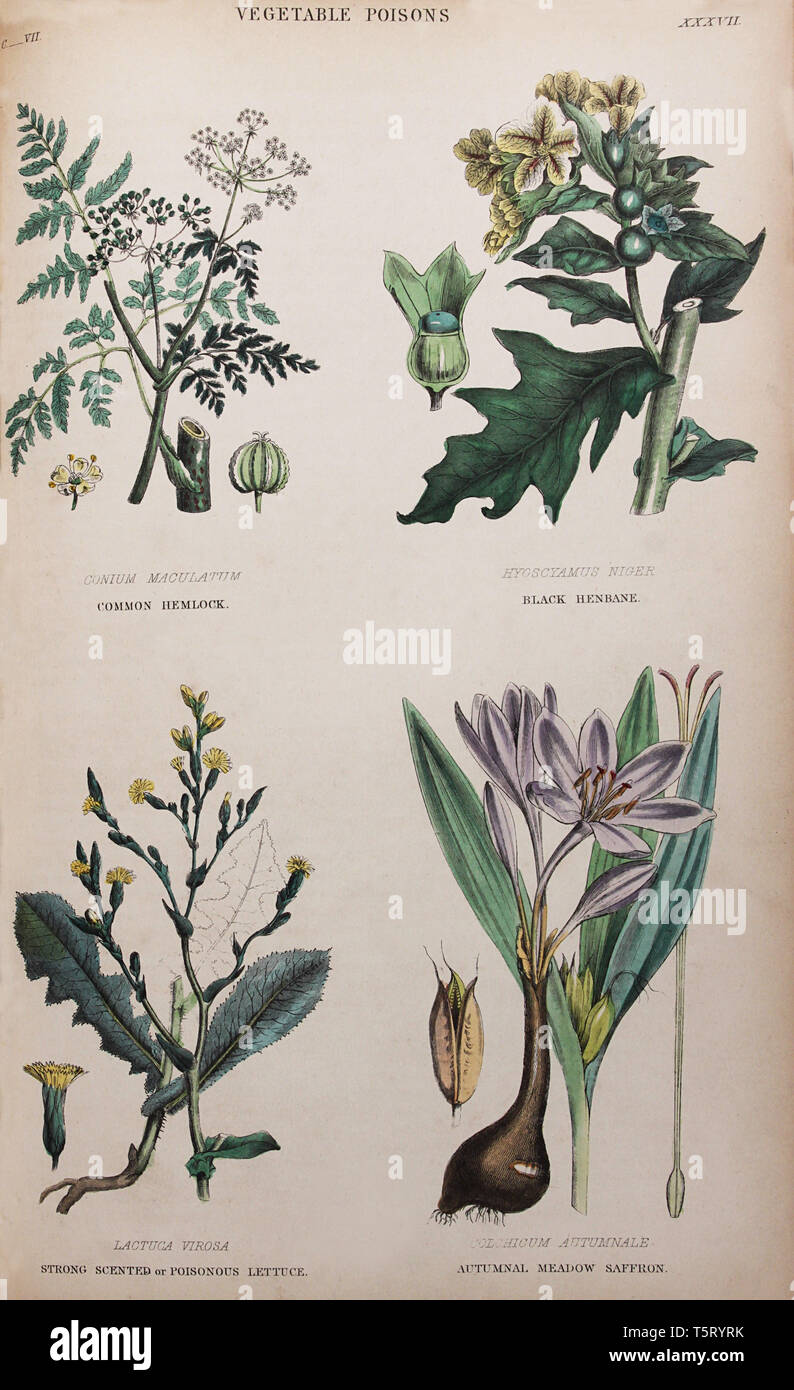Plate titled 'Vegetable Poisons', from William Rhind's 'The Vegetable Kingdom, 1860 Stock Photo