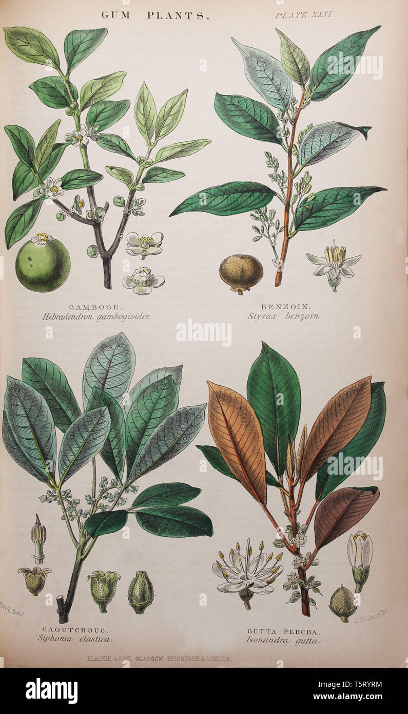 Plate titled 'Gum Plants', from William Rhind's 'The Vegetable Kingdom, 1860 Stock Photo