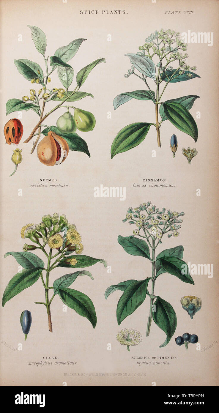 Plate titled 'Spice Plants', from William Rhind's 'The Vegetable Kingdom, 1860 Stock Photo