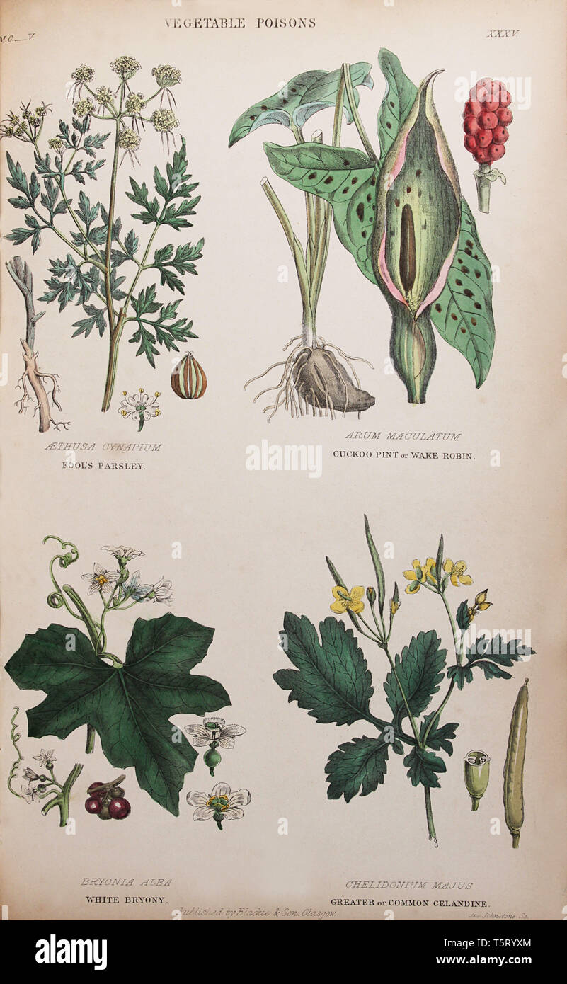 Plate titled 'Vegetable poisons', from William Rhind's 'The Vegetable Kingdom, 1860 Stock Photo