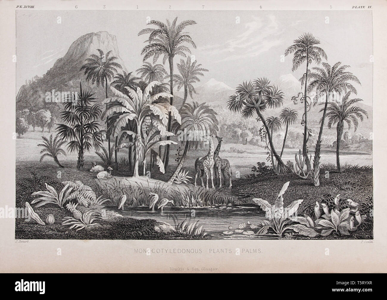 Plate titled 'Monocotyledonous plants - Palms', from William Rhind's 'The Vegetable Kingdom', 1860 Stock Photo