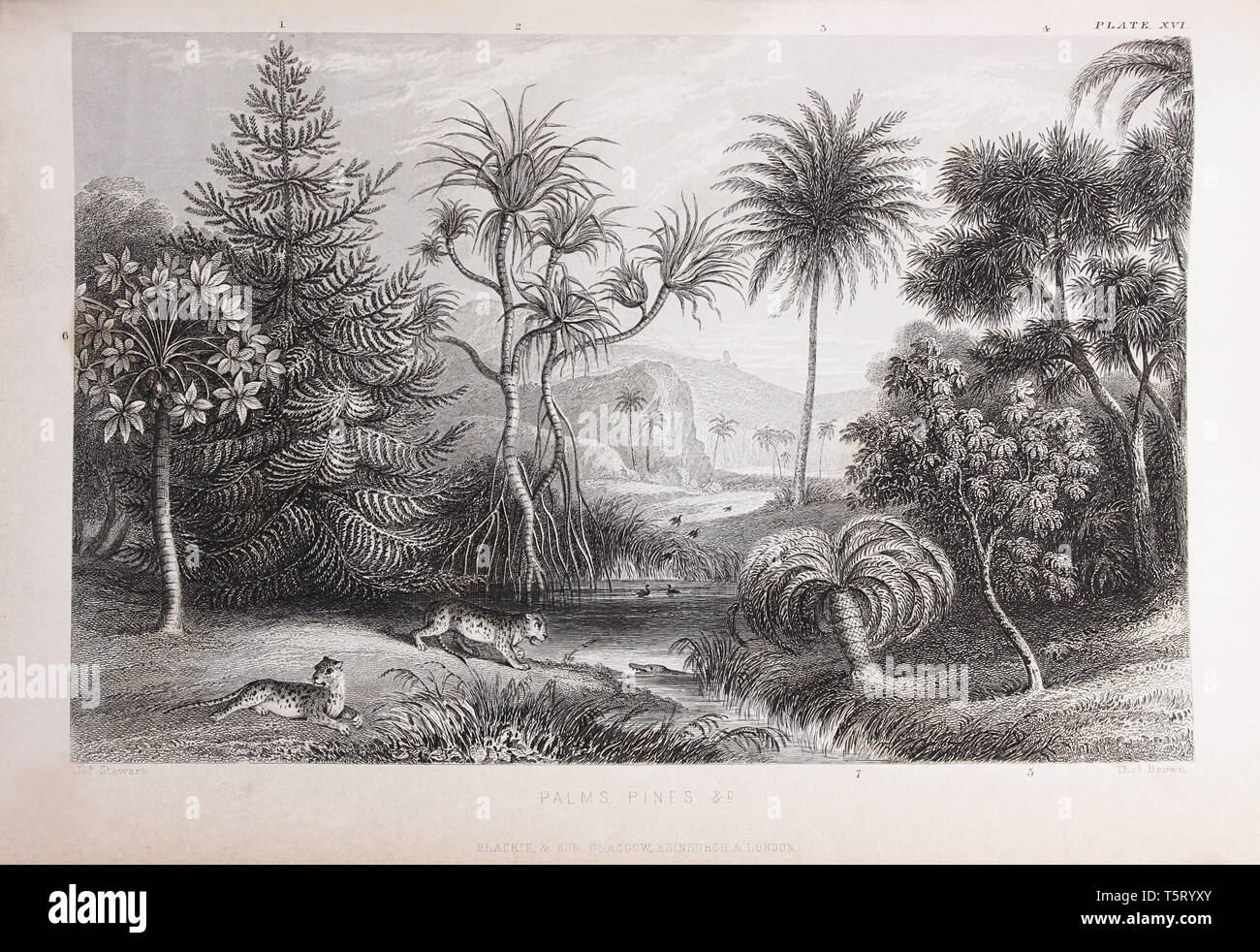Plate titled 'Palms pines etc.', from William Rhind's 'The Vegetable Kingdom', 1860 Stock Photo