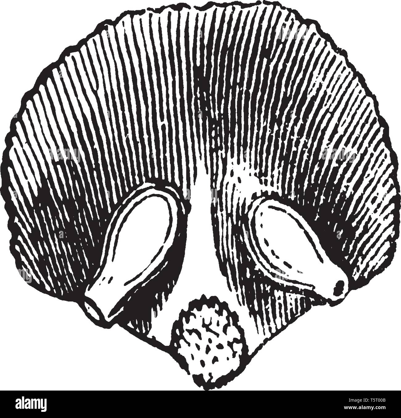 A showing Picture of Pistil. It is located in a central place, it is a special swollen, ovary in the middle, inside are two ovules, vintage line drawi Stock Vector