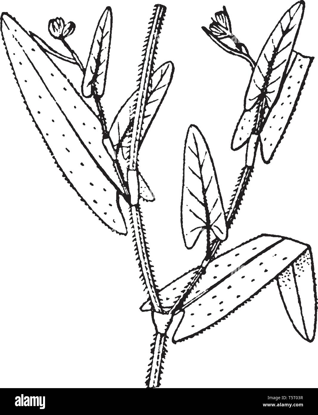 The smooth-edged leaves are long, and vary in shape between species from narrow lanceolate to oval, broad triangular, vintage line drawing or engravin Stock Vector