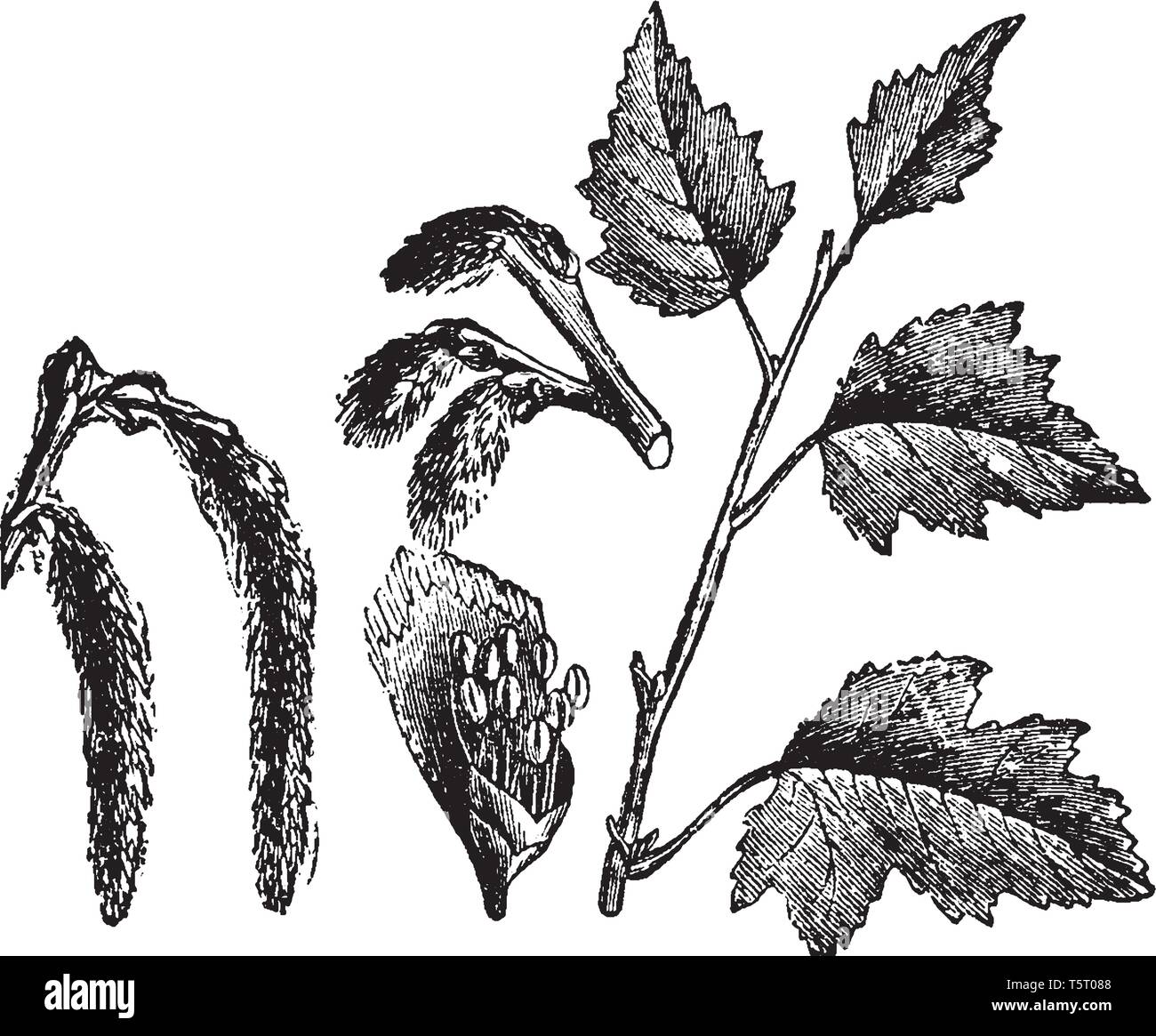It Shows A Branch Of A Poplar Tree With Leaves On It A Genus Of Deciduous Trees Widely Distributed In The North Temperate Zone Vintage Line Drawing Stock Vector Image Art