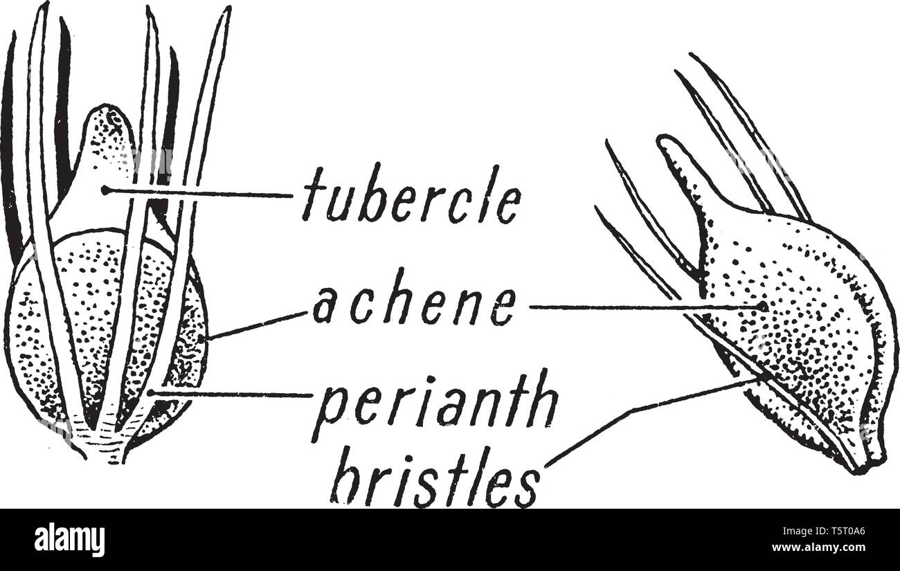 Picture of Sedge morphology grass. Picture shows its tubercle, achene, perianth and bristles part. Leaves are spirally arranged in three ranks, vintag Stock Vector