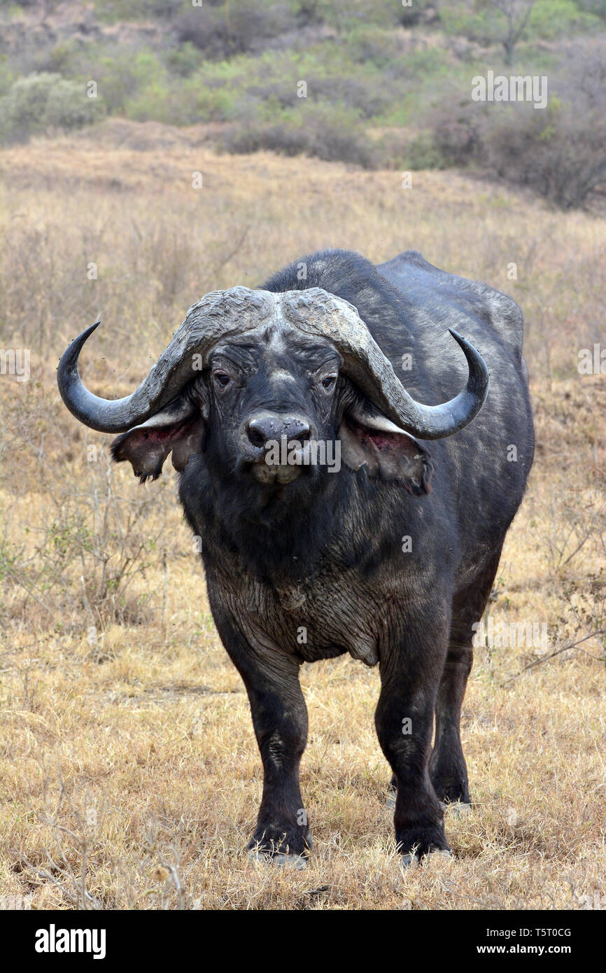 African buffalo or Cape buffalo, Kaffernbüffel, Afrikanischer Büffel Steppenbüffel, Syncerus caffer caffer, Lake Nakuru National Park Stock - Alamy