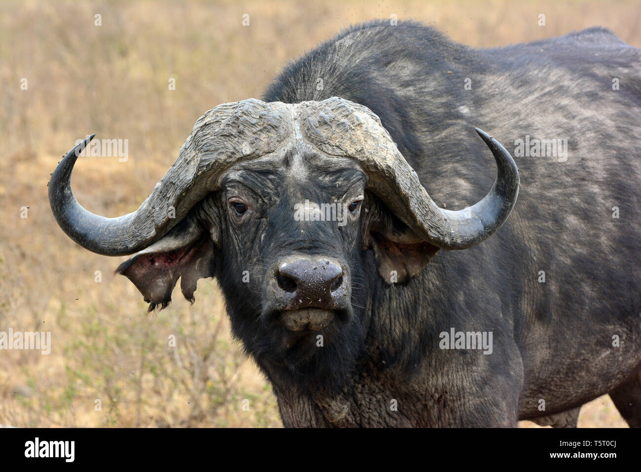 African buffalo or Cape buffalo, Kaffernbüffel, Afrikanischer Büffel oder Steppenbüffel, Syncerus caffer caffer, Lake Nakuru National Park Stock Photo