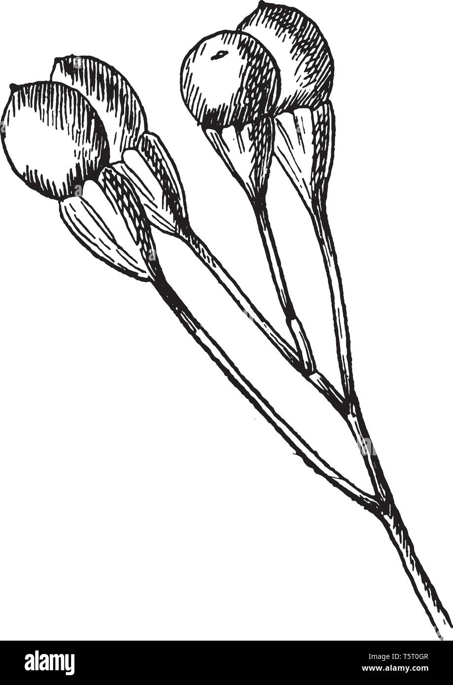 Picture of Sassafras Fruit. Yellow male and female flowers appear early