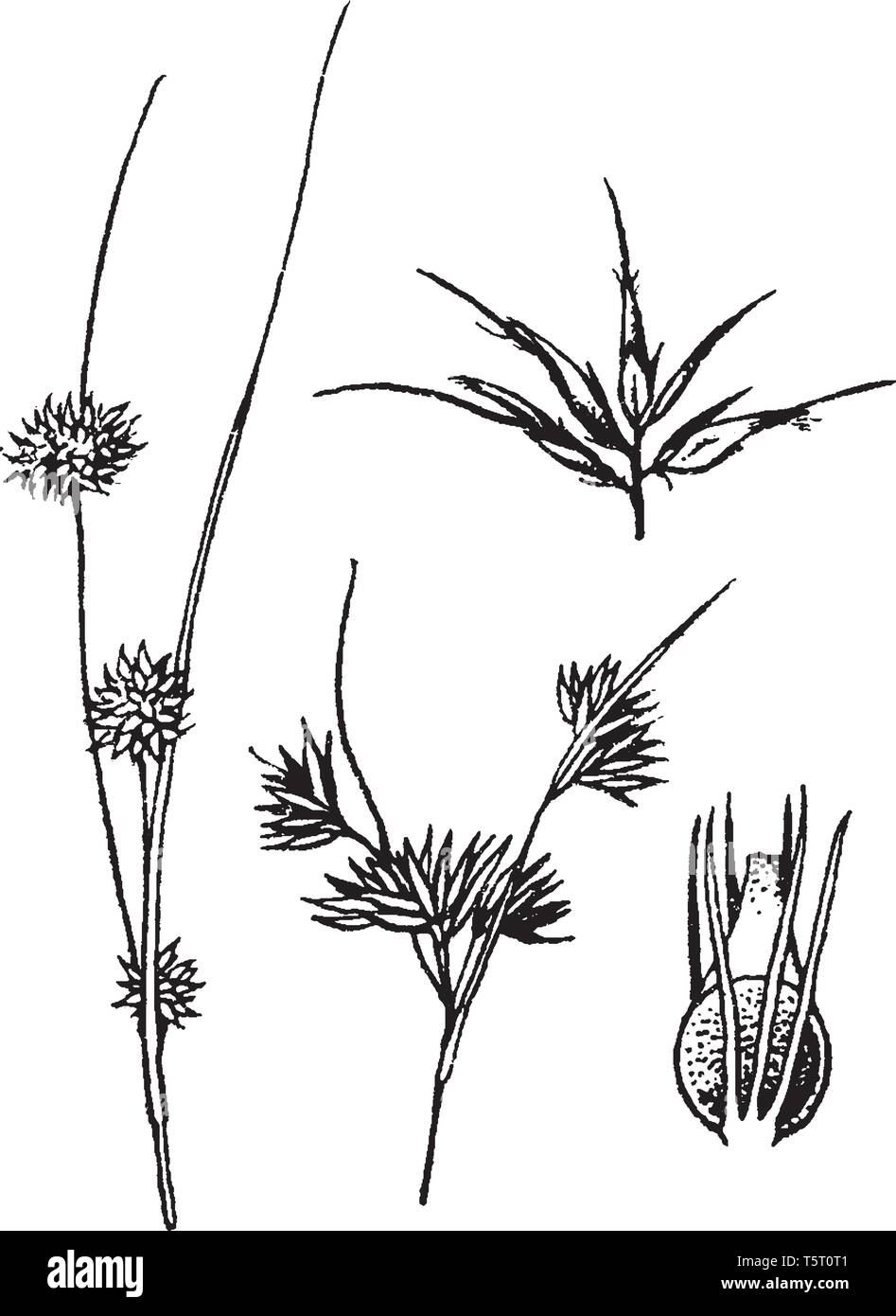 This pictures showing a rhynchospora. The stem is very thin and long, leaves are small and pointy this is from Cyperaceae family, vintage line drawing Stock Vector