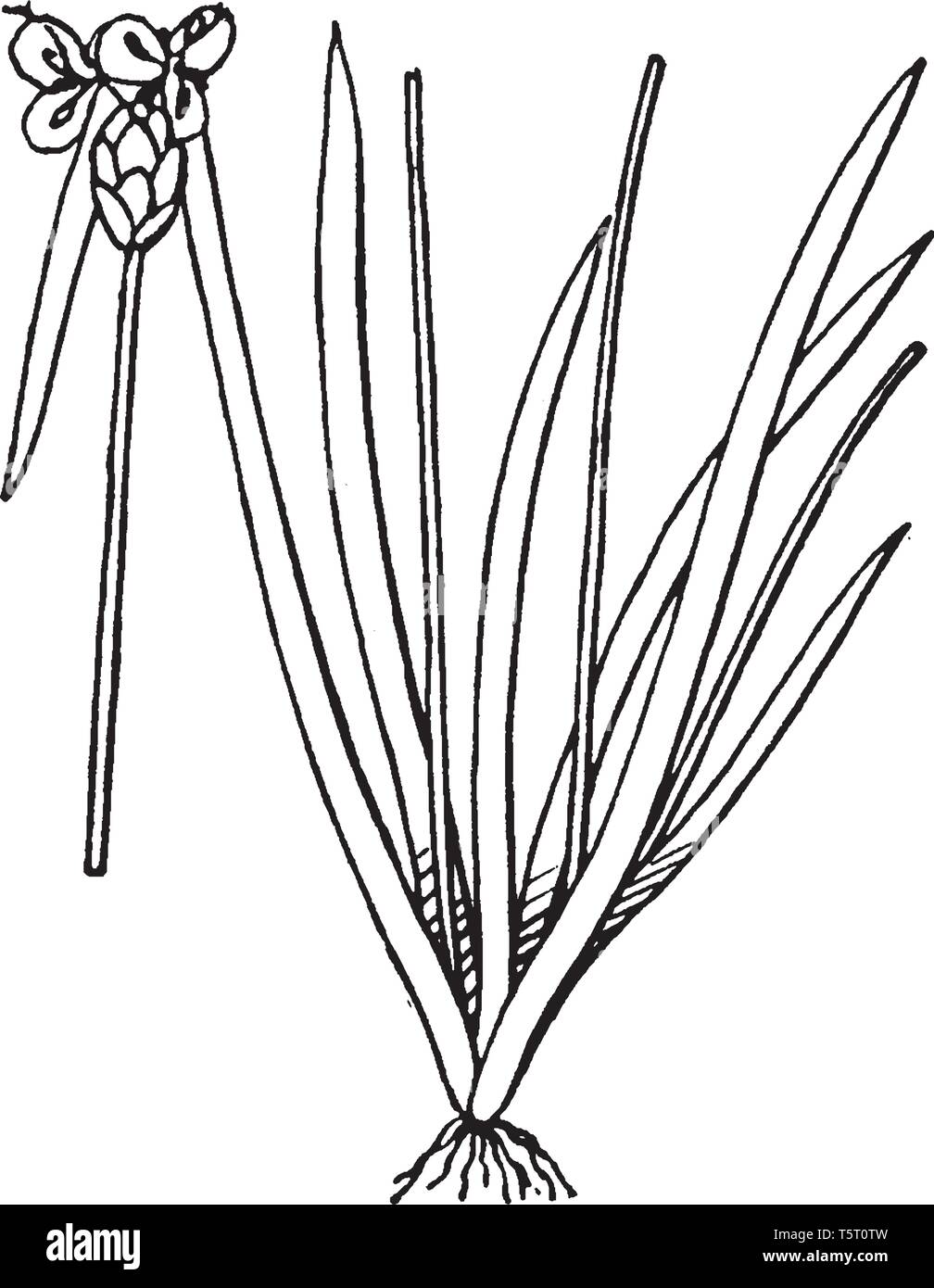 Xyris is member of yellow-eyed-grass family. It has small yellow flowers. It is grows in lake and pond shores, vintage line drawing or engraving illus Stock Vector