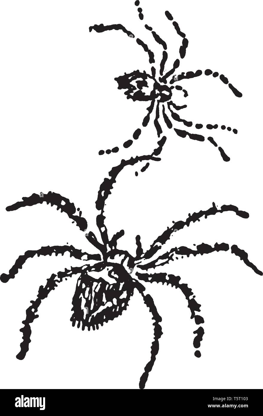 Spiders are air breathing arthropods that have eight legs and chelicerae with fangs that inject venom, vintage line drawing or engraving illustration. Stock Vector