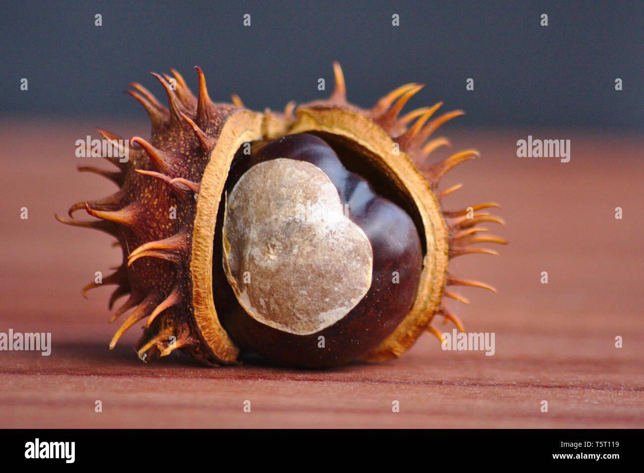 Shell Handicraft High Resolution Stock Photography And Images Alamy