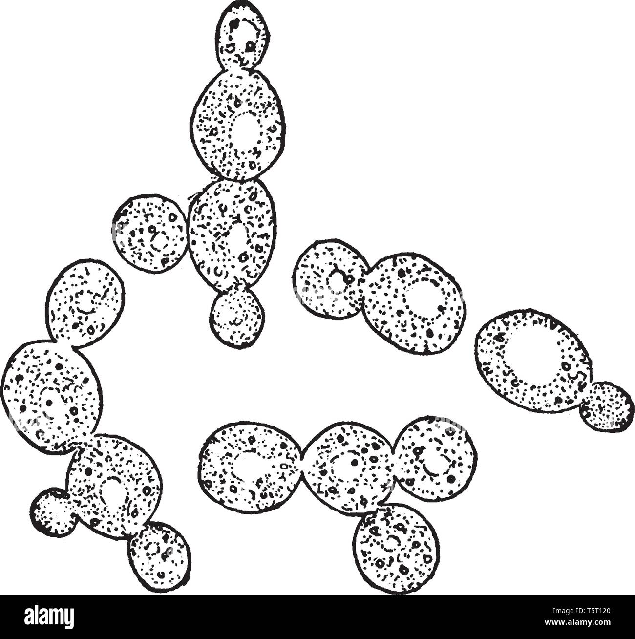 A picture showing Yeast cells which are found in the Juice of Apples, causing the fermentation of Cider, vintage line drawing or engraving illustratio Stock Vector