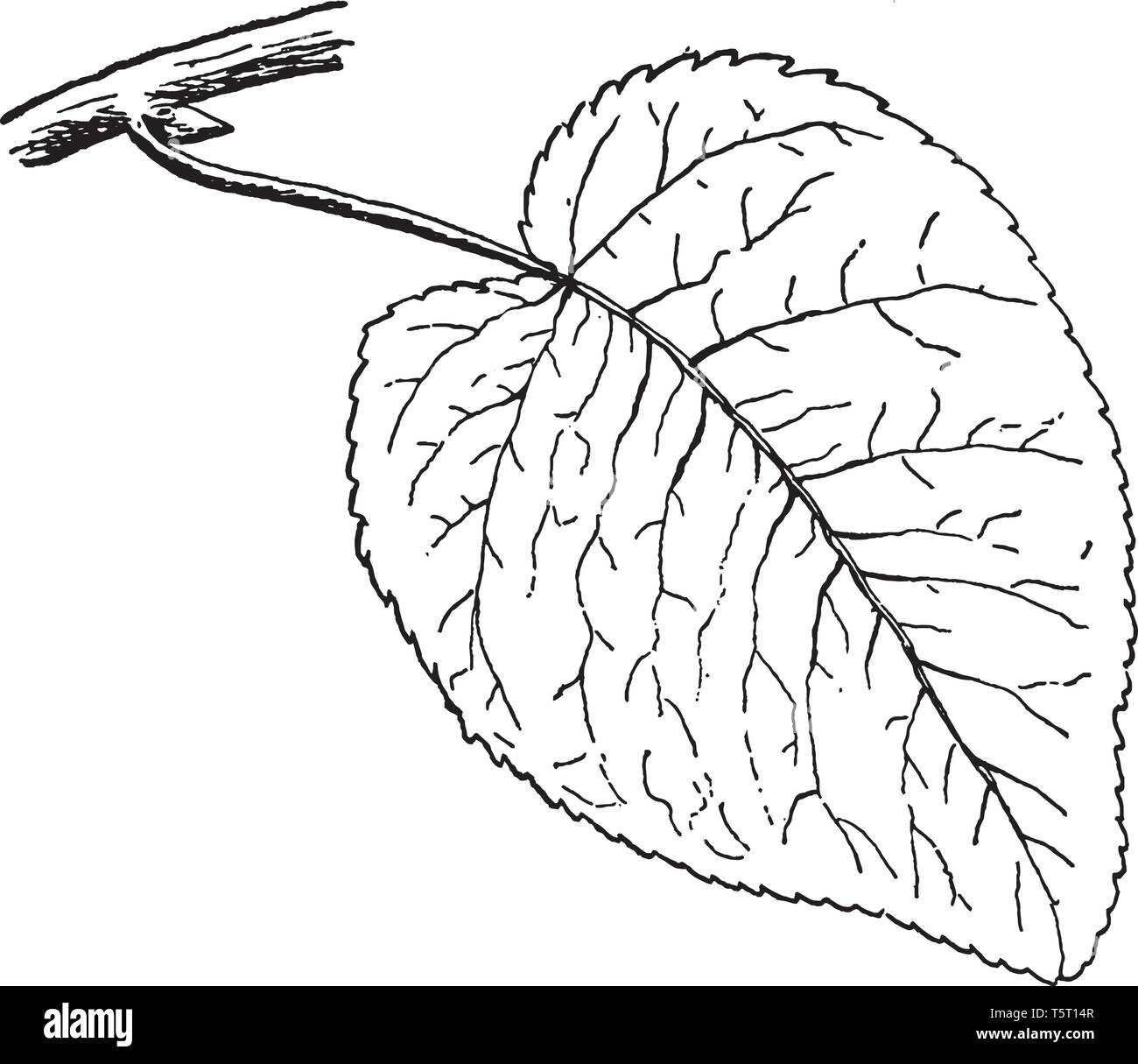 A Picture Showing The Leaf Of Swamp Cottonwood Tree Which Is Also Known As Populus Heterophylla Vintage Line Drawing Or Engraving Illustration Stock Vector Image Art Alamy