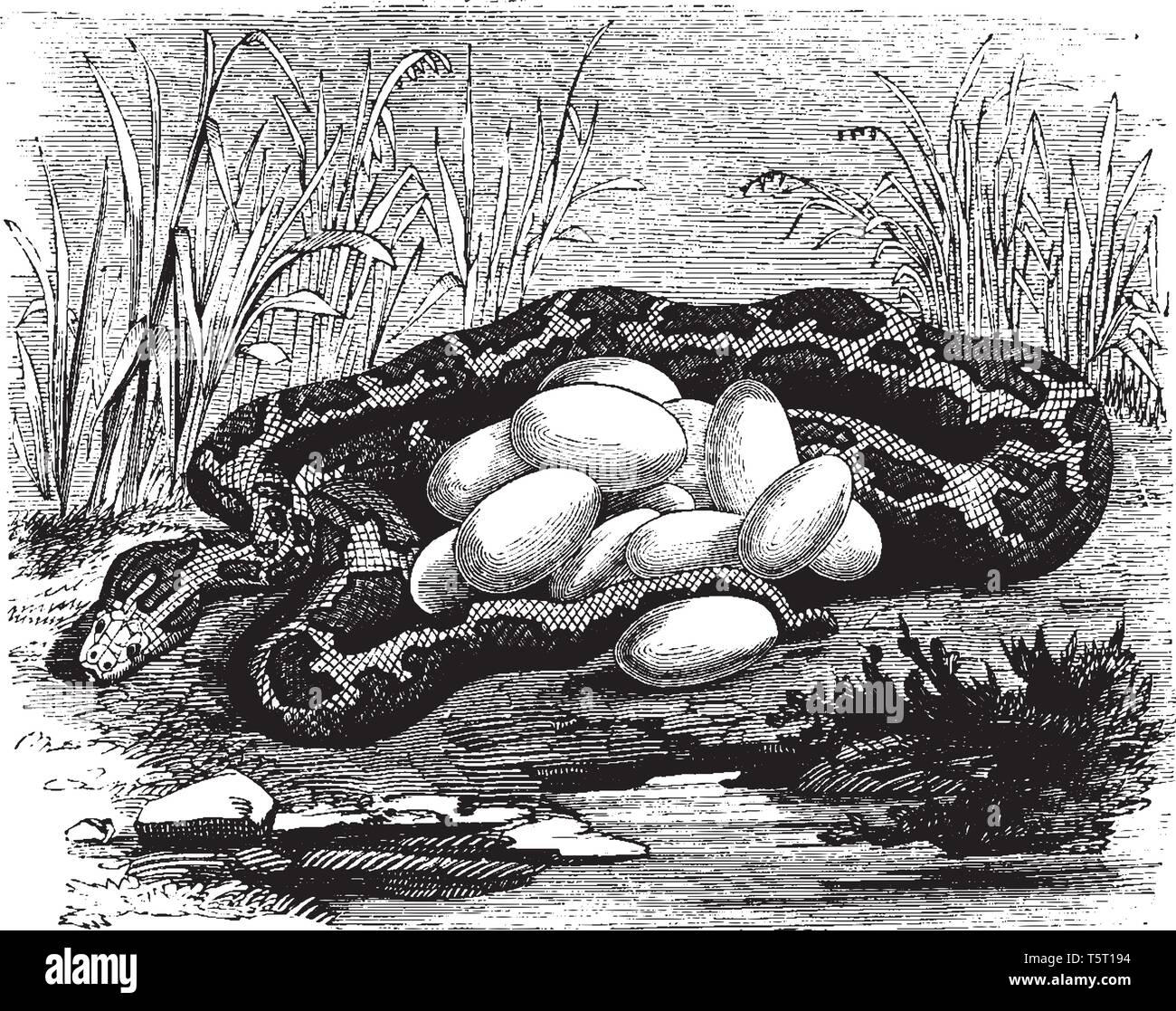 Python and eggs where a female python guarding her clutch of eggs ...