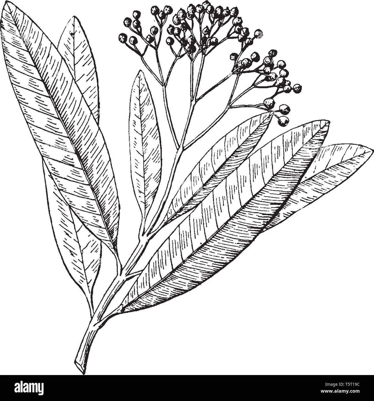 Known as a peppercorn Stock Vector Images Alamy