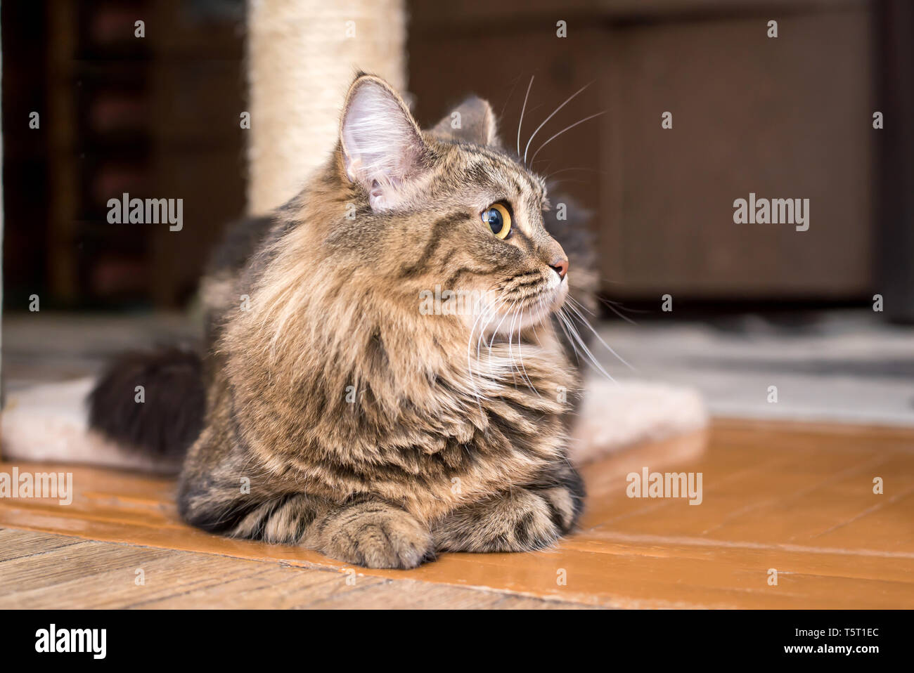 Fluffy beautiful cute cat important lying on the floor at home closeup ...