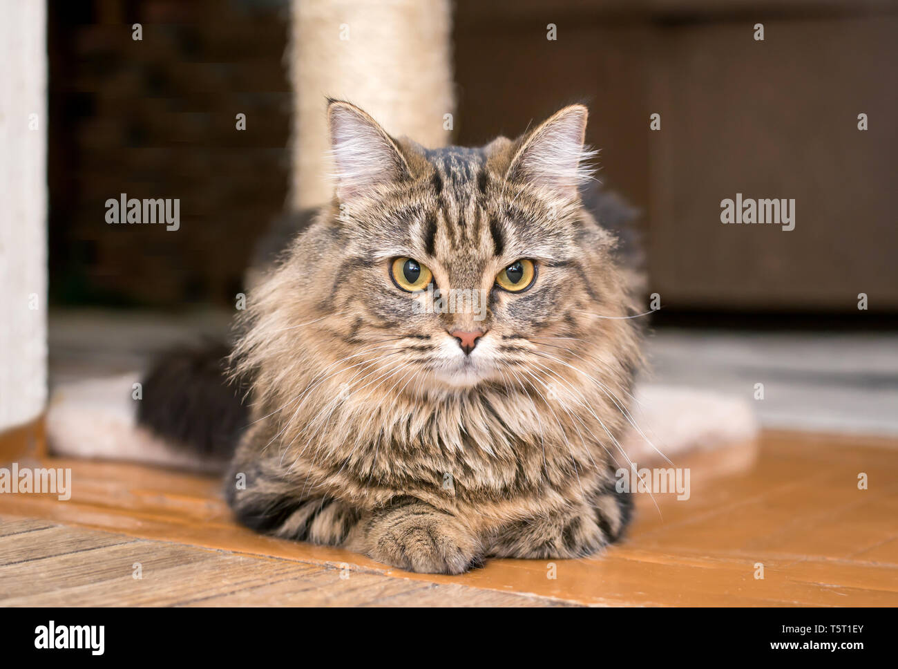 Fluffy beautiful cute cat important lying on the floor at home closeup ...