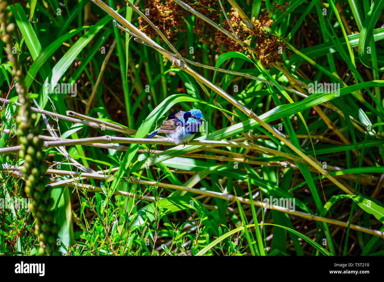 Tiny Superb Fairywren in tall grass. Stock Photo