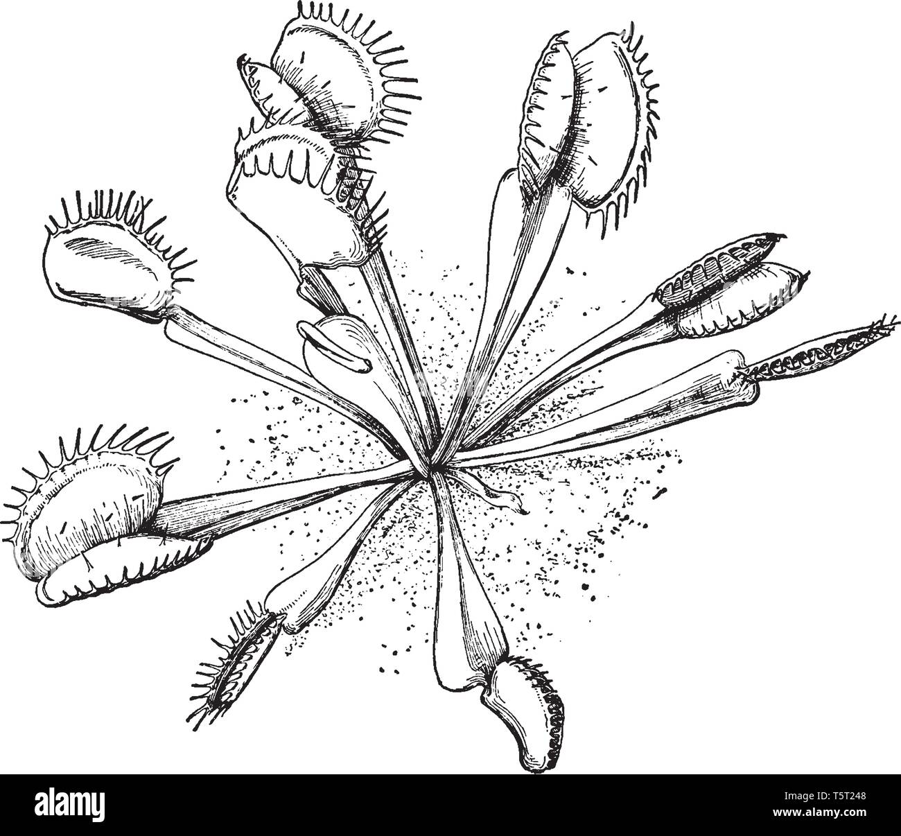 The Plant Leaves Are Like Two Disc Attached The Structure Of The