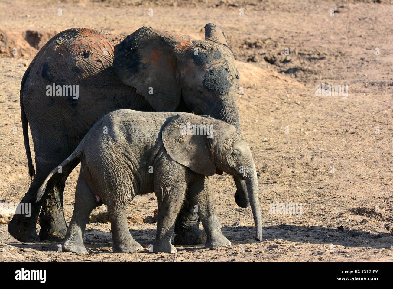 Loxodonta africana, Afrikanischer Buschelefant, Afrikanischer Steppenelefant, Afrikanischer Elefant, afrikai elefánt, African savanna elephant Stock Photo