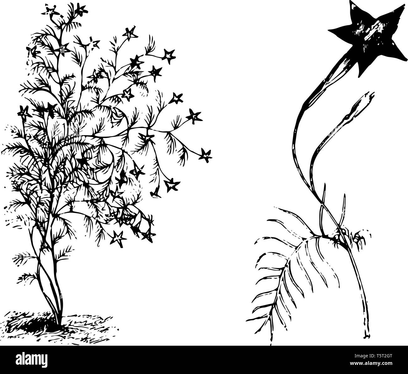 The picture shows the Habit and Detached Flowering Branchlet of Ipomoea Quamoclit Plant. It has dark red, star-like, long funnel shaped flower and lea Stock Vector