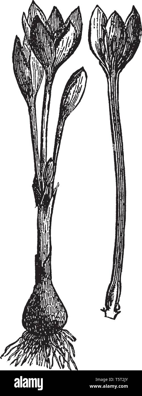 Saffron seeds Stock Vector Images Alamy