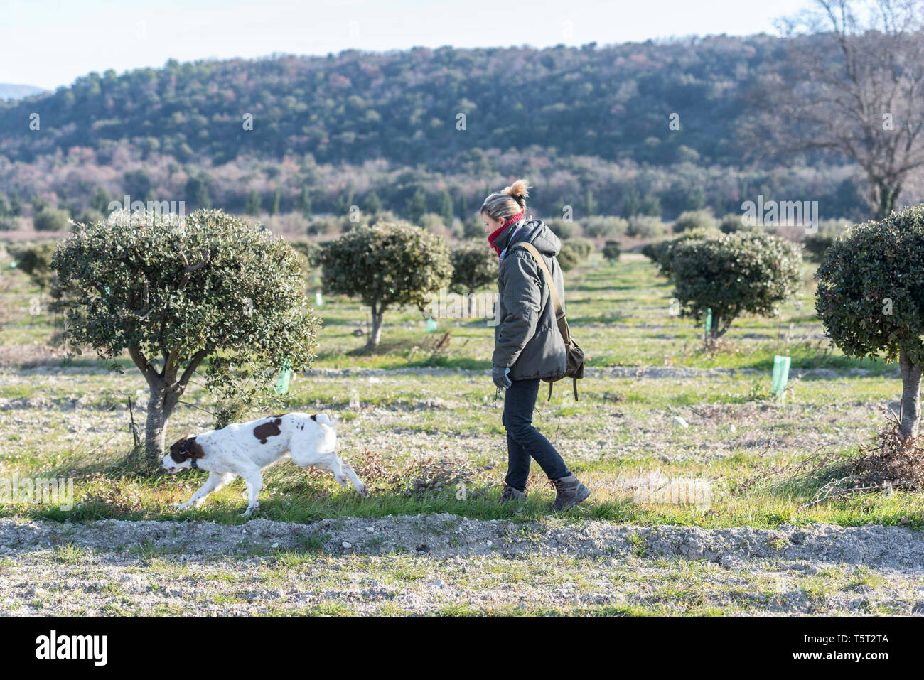 Domaine de Cordis, first truffle farm in France, located in Grignan, in the Drome provencale area (south-eastern France). Truffle hunting with Audrey  Stock Photo
