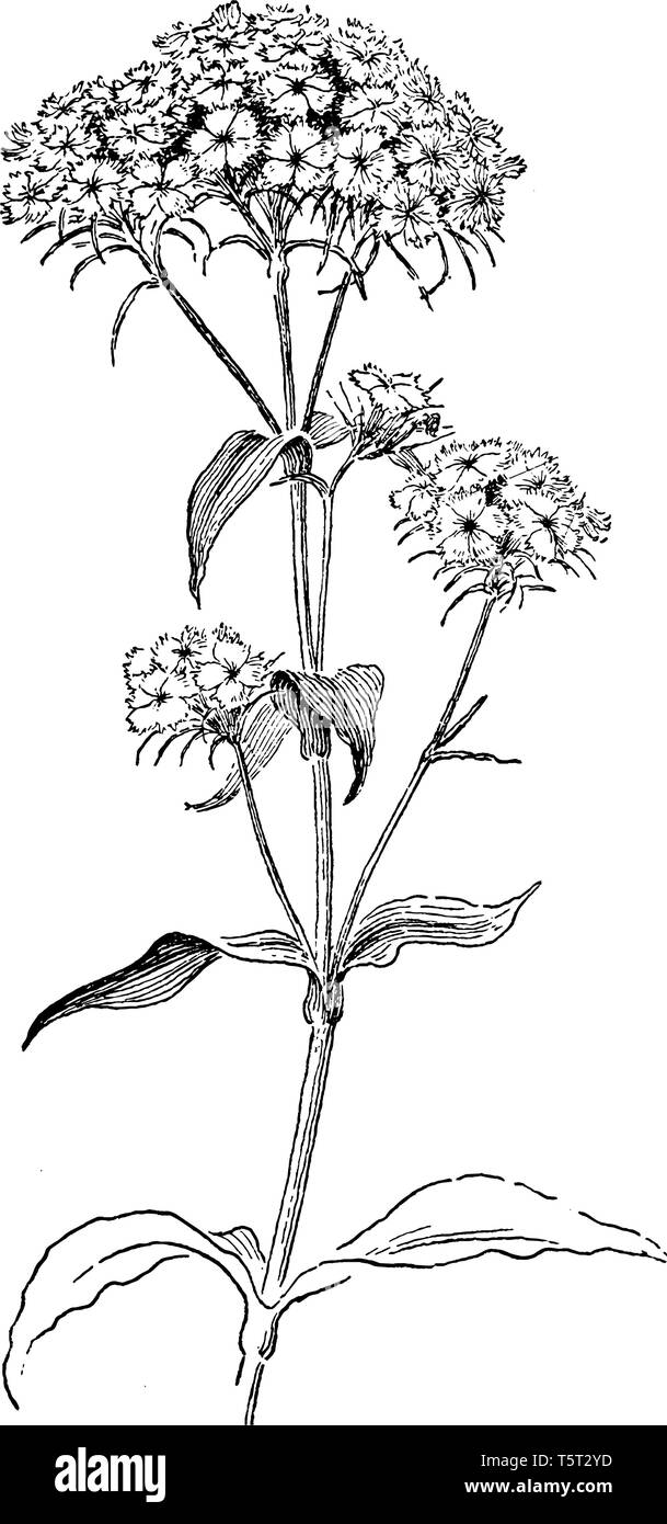 Sweet William vintage illustration Stock Vector Image & Art Alamy