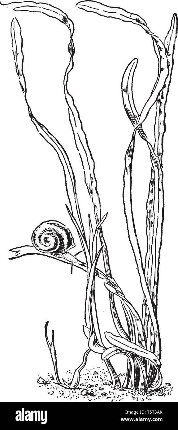 Long thin leaves hires stock photography and images Alamy