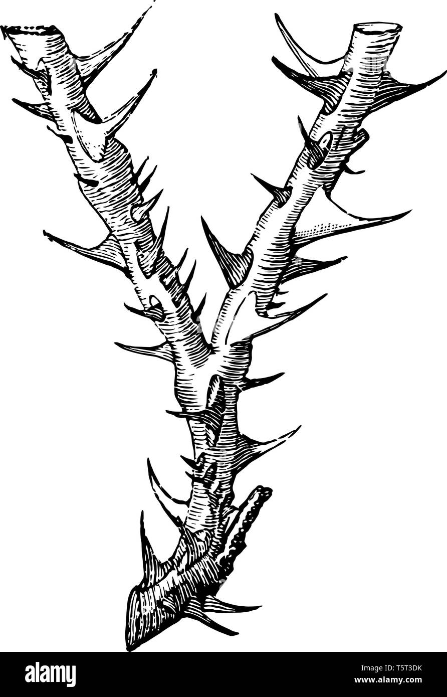 Thorn. Тернии тату эскиз. Шипы тату эскиз. Тату Дубина с шипами. Дракон с шипами тату.