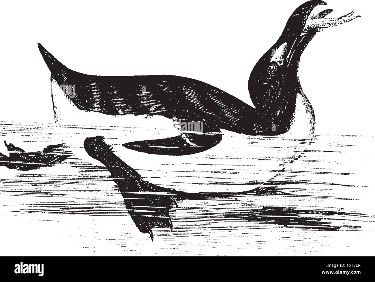 Southern hemisphere species Stock Vector Images - Alamy