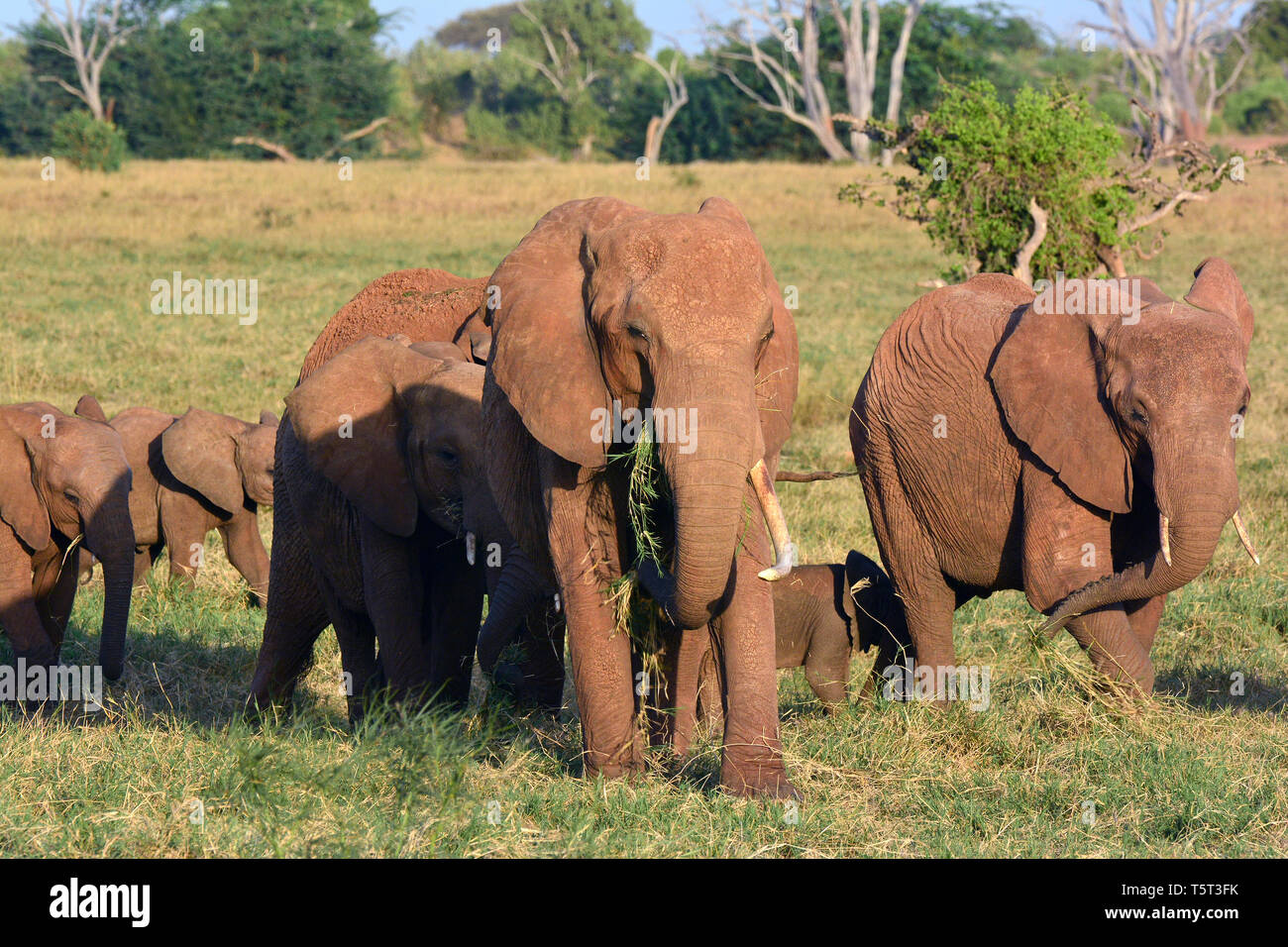 Loxodonta africana, Afrikanischer Buschelefant, Afrikanischer Steppenelefant, Afrikanischer Elefant, afrikai elefánt, African savanna elephant Stock Photo