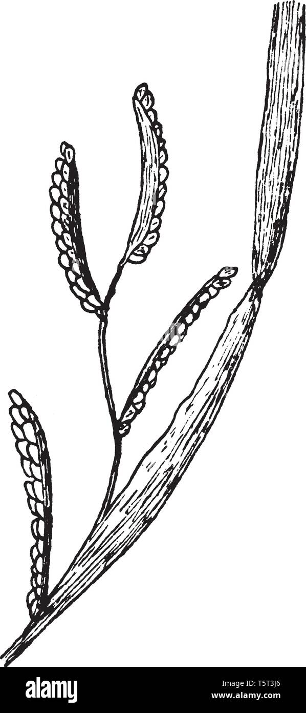 A picture showing a paspalum. This is from Poaceae family. This is type of grass. The blade is long and broad, vintage line drawing or engraving illus Stock Vector